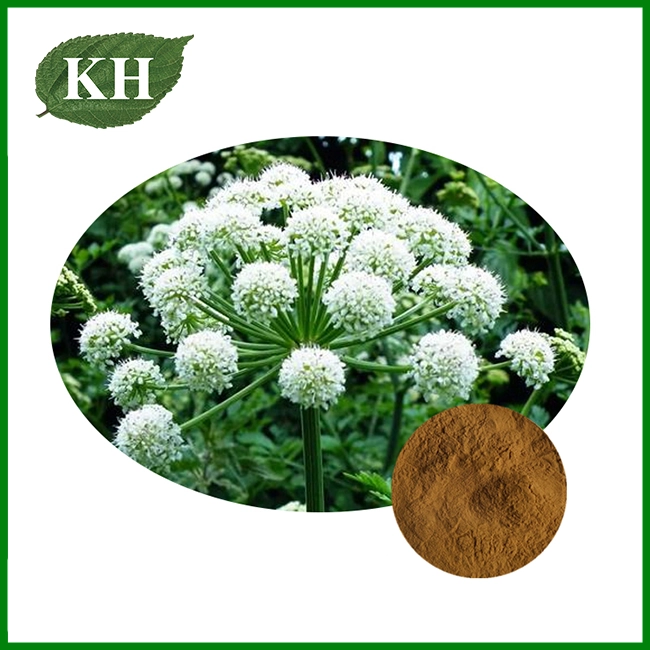 Angelica Dahurica Extract